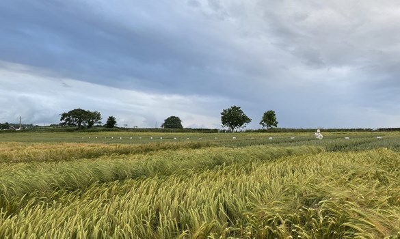 Field of crops at Crossnacreevy